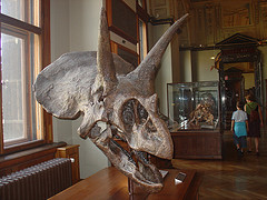 Музей естествознания (Naturhistorisches Museum) (Вена)
